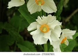Image result for Meconopsis betonicifolia alba