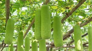 Gardening Tips: लौकी की जड़ में डालें 5 रुपये की यह एक चीज, सब्जी से लद  जाएगी पूरी बेल | use garlic paste to bottle gourd roots for increased lauki  production | HerZindagi