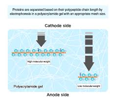 Students for a democratic society (sds) was a national student activist organization in the united states during the 1960s, and was one of the principal representations of the new left. The Principle And Method Of Polyacrylamide Gel Electrophoresis Sds Page Mbl Life Sience Asia