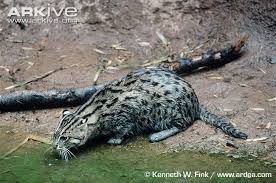 √ cara memelihara kucing hutan. Mengenal Species Kucing Nusantara Cakrawala