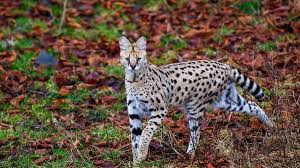 Viptoriaa tesla her smile is wonderful and quite lovely but