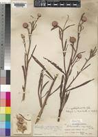 Image result for Sphaeranthus peduncularis