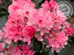 Image result for Aeschynomene rhodesiaca