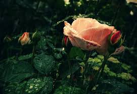 Or am i falling in love with the attention. Hd Wallpaper Rose Rain Flowers Wallpaper Flare