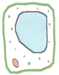 All the best plant cell drawing with labels. Plant Cell Diagram