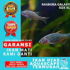 Discover the wonders of the likee. Ikan Hias Murah Aquascape Aquarium Air Tawar Laut Mefish Id Rasbora Galaxy Size Xl Shopee Indonesia