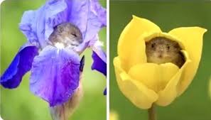 Check spelling or type a new query. Memes I Like To Send To People At 12 Am Harvest Mice Wattpad