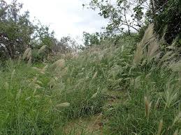 Image result for Schmidtia pappophoroides