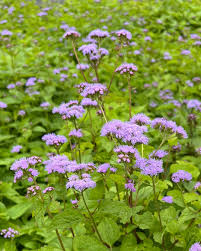 Image result for Ageratum