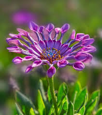 Select from premium botanical flowers of the highest quality. One Of The Most Rare And Beautiful Flowers In The World Steemit