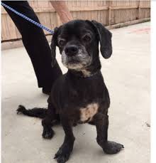 Maybe you would like to learn more about one of these? Dog For Adoption Dash A Spaniel Mix In Pasadena Ca Petfinder