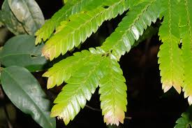 Image result for Anisophyllea