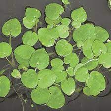 Frogbit Limnobium Spongia Floating Pond Plant Floating Plants Pond Plants Plants