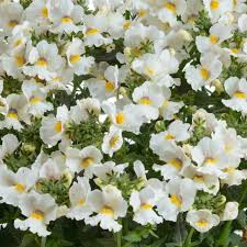 Image result for Nemesia zimbabwensis
