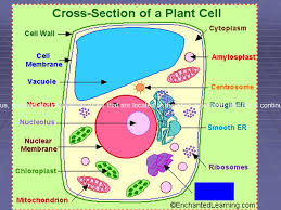 Check spelling or type a new query. The Cell Plant Cells Cell Wall The Cell Wall Gives The Plant Cell Most Of Its Support And Structure Ppt Download