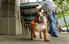 Charitable arm of the @bulldogsohl. Why Breeding Bulldogs Is Borderline Inhumane The Boston Globe