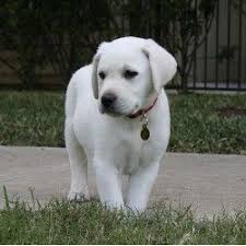 Black And White Labrador Retriever Puppies Looks Just Like Bo Did As A Puppy White Labrador Retriever While There Really Is No Such Thing As A White White Lab Puppies Labrador Retriever Puppies Dogs