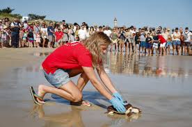 Île de Ré: 9 Tortues Marines Sauvées Retrouvent l'Océan! ✨