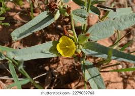 Image result for Basananthe pedata