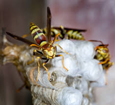 Stings in your dog's mouth can also be dangerous as the swelling. What To Do When A Wasp Or Bee Stings Your Dog Hill S Pet