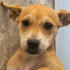 Helen woodward animal center ('hwac' or 'the center') is located on 12 acres in rancho santa fe, california. Dogs And Puppies For Adoption In San Diego Helen Woodward Animal Center Puppy Adoption Dog Adoption Animals