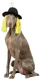 Daisy Derby Hat With Hair Pet Costume Pet Costumes Pet Halloween Costumes Dog Costumes