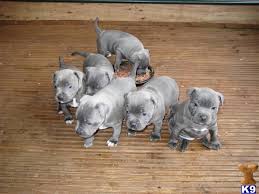 So Want A Blue Staffie Next If I Was Picking From This Litter It D Have To Be The Little Fatty To The Far R Cute Animals Baby Dogs Pictures Of Pitbull