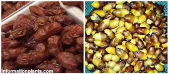 تمر السعمران قسم التمور مع الصور قسم التمور انواع الاسماك مع الصور الموقع الزراعي ومنوعات اخرى food vegetables beans