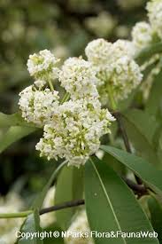 Image result for Alstonia