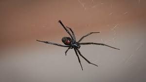 Black widow spiders also use their webs to ensnare their prey, which consists of flies, mosquitoes, grasshoppers, beetles, and caterpillars. Are Insect Spider And Animal Bites Considered A Workplace Injury