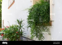 Image result for Asparagus pendulus