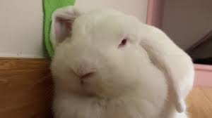 Image result for tbn:nuNU7FPK4A54yM::rvforsaleguide.com/images/bunny-resting-picture.jpg