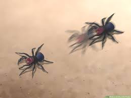 Wolf spiders have figured out how to live just about anywhere. How To Identify A Wolf Spider 12 Steps With Pictures Wikihow