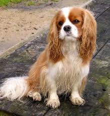 How old is the oldest living dog? Cavalier King Charles Spaniel Breed Information History Health Pictures And More