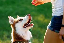 K9 obedience training near me allows one to know those that have undergone training. Clicker Training Learn About Mark Reward Dog Training Using Clickers