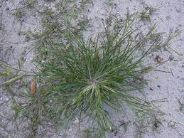 Berdasarkan kbbi, iklim adalah keadaan hawa (suhu, kelembapan, awan, hujan, dan sinar matahari) pada suatu daerah. Rumput Sambau Wikipedia Bahasa Melayu Ensiklopedia Bebas