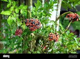 Image result for Leea guineensis