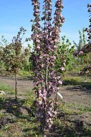 Plant habit decorative plant, large plant, rockery plant, tuberous root, wild plant. Purple Spire Crabapple Kiwi Nurseries Ltd