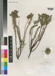 Image result for Euphorbia epicyparissias