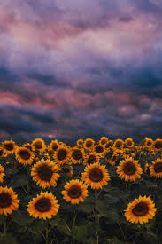 The reason i like it because its name, the name sunflower gives people the impression of hope, sun stands for positive attitude, sunflower tells us. Wallpaper Aesthetic Sunflower Wallpaper Nature Photography Vintage Landscape