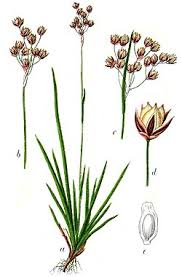 Image result for Luzula abyssinica