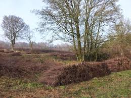 Stuart Marsden's Conservation Research Group: Is 'irregular forestry' the  way forward for UK's woodland biodiversity?