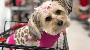 Medicaid, medicare, and private insurance accepted. These Are The Top Dog Friendly Stores In Central Florida