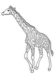 Posted in animals coloring pages. Coloring Pages Giraffe Coloring Pages For Kids