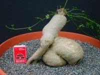 Image result for Kedrostis nana