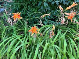 Image result for Pleiotaxis fulva