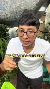 Como Comprar 2 Plantas A La Vez Pvb