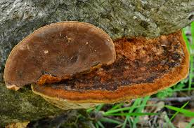 Image result for Phellinus gilvus