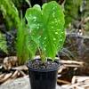 Clowning around caladium has large leaves with green, white and red spots throughout. Https Encrypted Tbn0 Gstatic Com Images Q Tbn And9gcqm7pibnnlmrygmvzxqzmb8mgp7qy Bxtabdvp2kma Usqp Cau