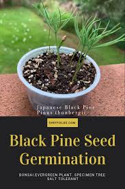 2 To The 1 To The 1 To The 3 I Like Good Trees Pinus Thunbergii China Tree Seeds Japanese Black Pine Pine Seeds Japanese Black Pine Black Pine Tree